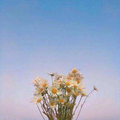 新疆铁门关市：向日葵盛开呈壮美画卷